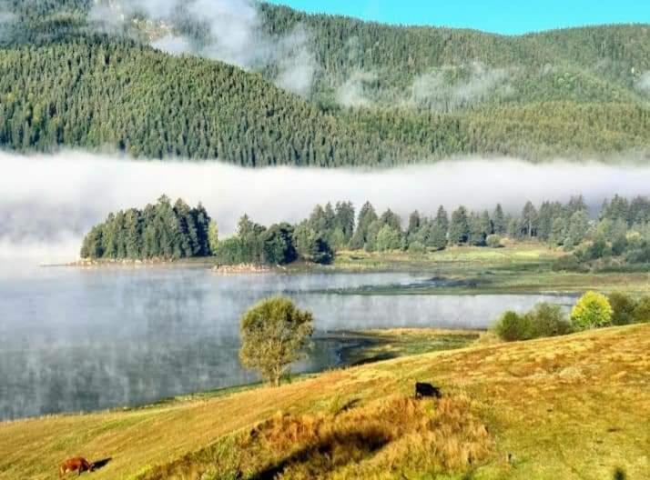 Complex Forest Sarnitsa Dış mekan fotoğraf